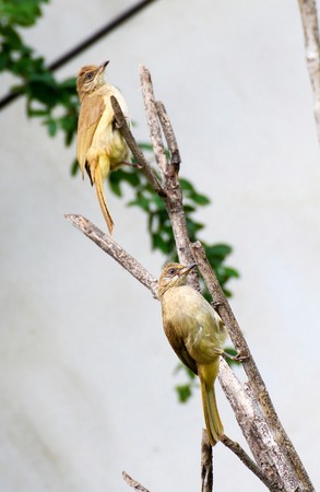 Streck-eared bulbul,beautiful grey bird perching on branchesの写真素材