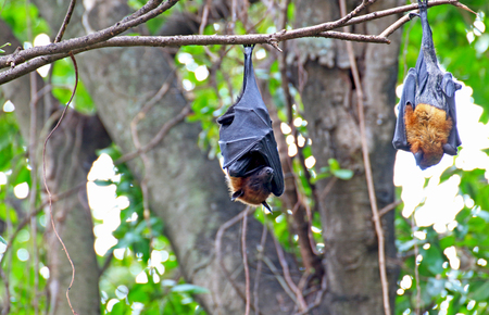 Black flying foxes hanging on tree ,Thailandの写真素材