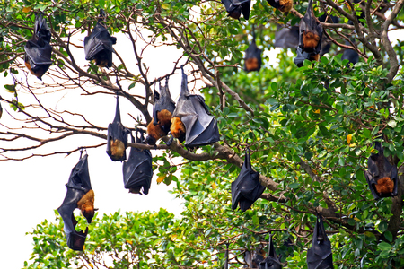 Black flying foxes hanging on tree ,Thailand