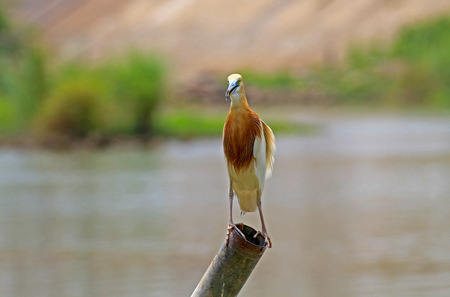 Beautiful of egret bird waiting for fish in nature ,Thailand