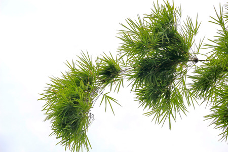 Abstract beauty bamboo leaves for backgroundの写真素材