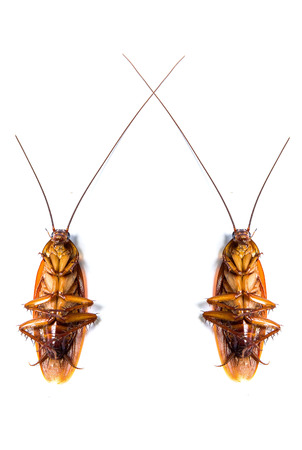 Close up of a cockroach on white background.
の写真素材