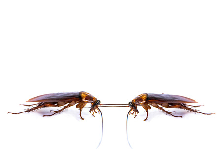 Close up of a cockroach on white background.