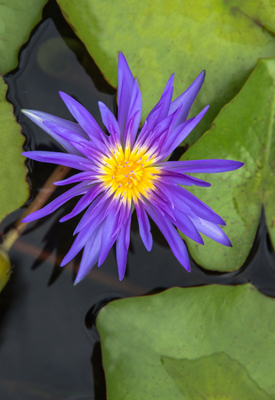 Purple lotus Water lily with green leaves on the tub mortarの写真素材