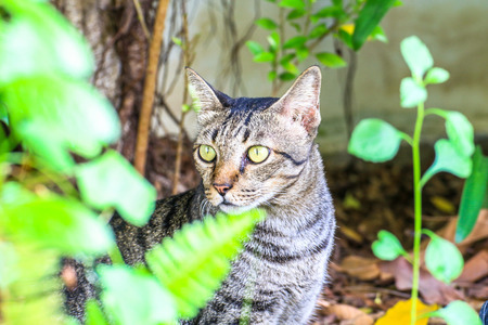 The cat relaxing on floor in the gardenの写真素材