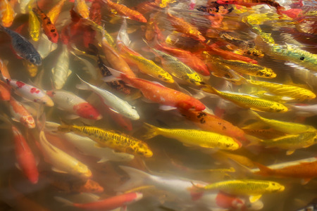 Beautiful Koi craft fish swimming in a lake,abstract blur background