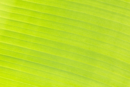 background texture of green banana leaf