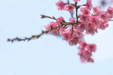 Cherry blossom or sakura flowers at Doi angkhang mountain,chiang mai thailandの写真素材