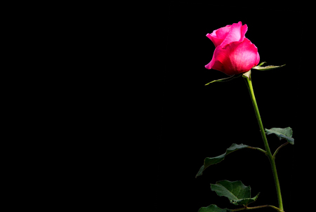 Beautiful rose flower isolated on black background,Valentine loveの写真素材