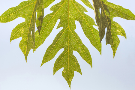 Abstract texture of Papaya leaf on white sky,Leavesの写真素材