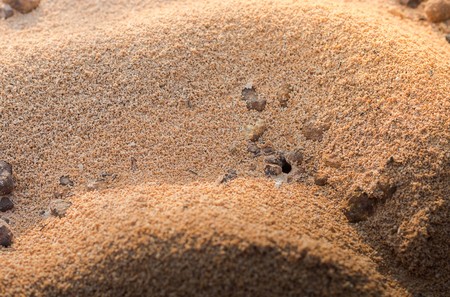 Black ants nest in desert,an anthillの写真素材