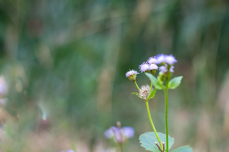 Forest meadow with wild grasses,Macro image with small depth of field,Blur background