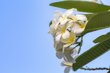 White Plumeria flowers beautiful,frangipaniの写真素材