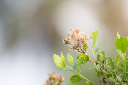 Forest meadow with wild grasses,Macro image with small depth of field,Blur background