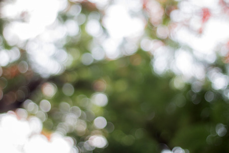 Abstract defocused lights bokeh as tree backgroundの写真素材
