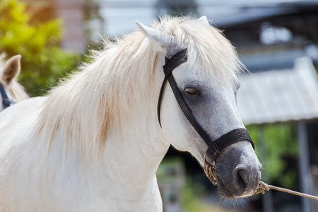 White Horses in the green field at garden,natureの写真素材