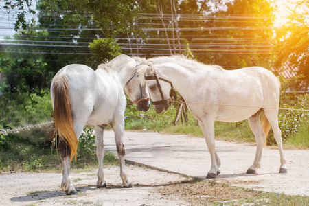 White Horses in the green field at garden,natureの写真素材