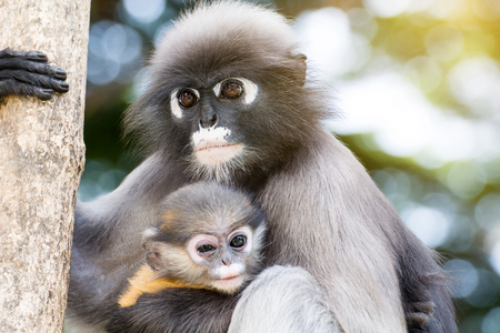 Lovely monkeys,cute Macaque glasses,funny monkey lives in a natural forest of Thailandの素材 [FY31085234107]