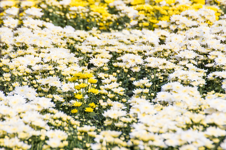 Beautiful of Chrysanthemums flowers outdoors,Daisies in the agriculture garden,Chrysanthemums in the Park
の写真素材