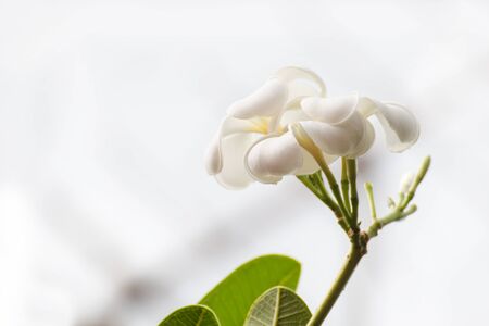 White Plumeria flowers beautiful on tree,frangipani