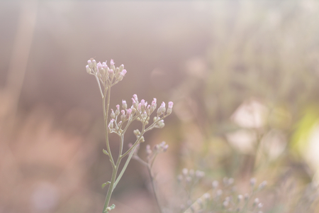 Forest meadow with wild grasses,Macro image with small depth of field,Blur background
の写真素材