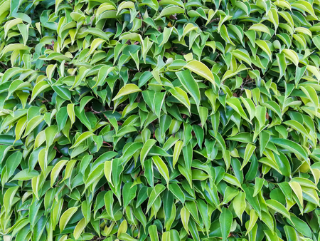 Abstract beautiful texture of green leaf on nature background,Leaves