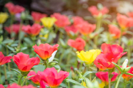Portulaca flower with pink red purple and yellow blooming in garden when morning sunの写真素材