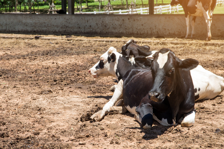 Cow and calf in the farm on nature backgroundの写真素材