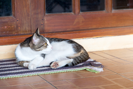 The cat relaxing on floor,brown cat and white catの写真素材
