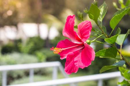 Close up of Beautiful Hibiscus,Chaba flower in blooming in the gardenの写真素材