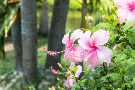 Close up of Beautiful Hibiscus,Chaba flower in blooming in the gardenの写真素材