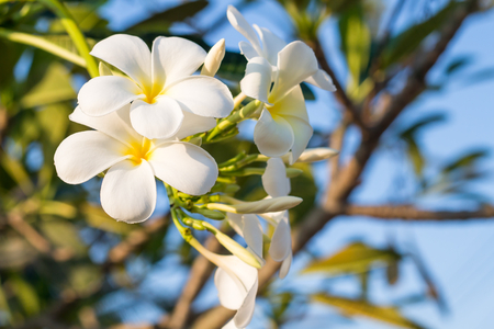 White Plumeria flowers with sun light beautiful,frangipani blur backgroundの写真素材