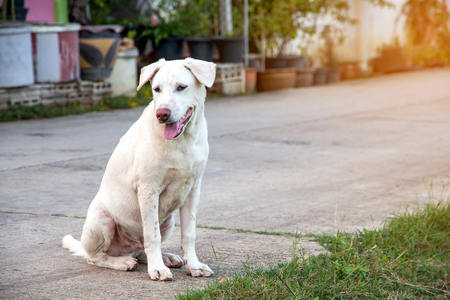 Close up portrait of a stray dog,vagrant dogの写真素材