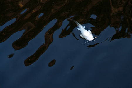 Dead fish floating in the dark water pollution in waste lakeの写真素材