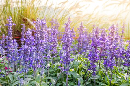 Beautiful Purple flower with glass flower and yellow blooming in garden when morning sunの写真素材