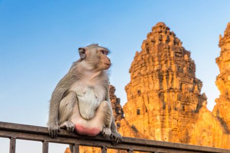 Monkey sitting on fence with a pagoda in the background,Lopburi Thailandの写真素材