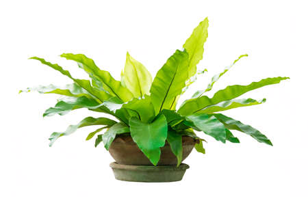 Governor fern (Asplenium nidus) or Bird's nest fern plant in big ceramic pot on white backgroundの写真素材