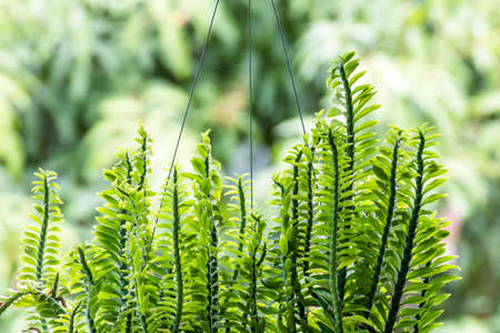 Abstract beautiful texture of green leaf on nature background,Leaves