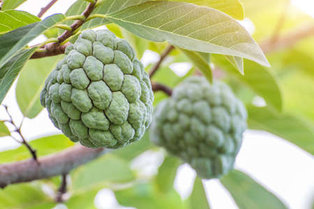 Custard apple fruit hanging on the tree branch,custard apple tree in the gardenの写真素材
