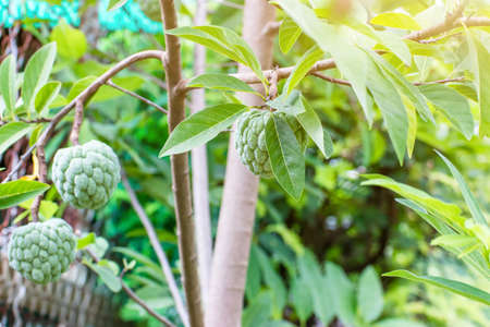 Custard apple fruit hanging on the tree branch,custard apple tree in the garden