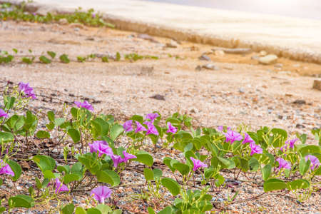 Beautiful morning glory flower on beach, colorful flowers beside the seaの写真素材