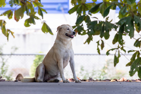 Vagrant dog standing outside watching staring at camera. The dog looking at photographer,Stray...