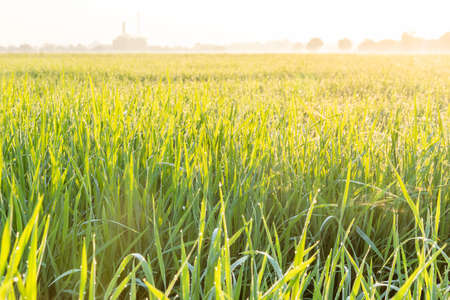 Close up view of growth organic jasmine rice field in the morningの写真素材