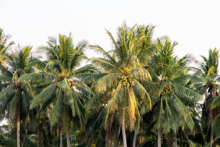 Coconut palm trees,beautiful coconut palm trees farm in the gardenの写真素材