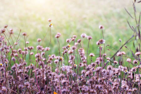 Forest meadow with wild grasses,Macro image with small depth of field,Blur backgroundの写真素材