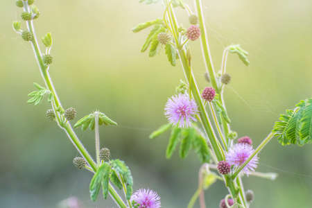 Forest meadow with wild grasses,Macro image with small depth of field,Blur backgroundの写真素材
