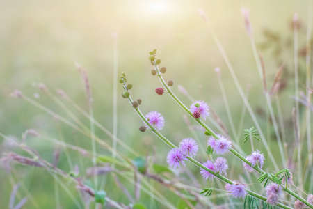 Forest meadow with wild grasses,Macro image with small depth of field,Blur backgroundの写真素材