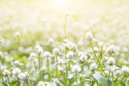 Forest meadow with wild grasses,Macro image with small depth of field,Blur backgroundの写真素材