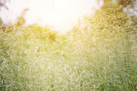 Forest meadow with wild grasses,Macro image with small depth of field,Blur background