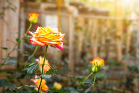 Rose flower in the garden on blurry background,Greenhouse of roses flowerの写真素材